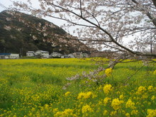 日野の菜の花畑(南伊豆）