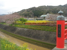 日野の菜の花畑(南伊豆）
