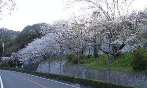 桜★咲く