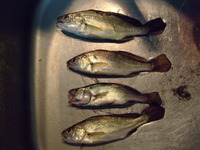 夜釣り