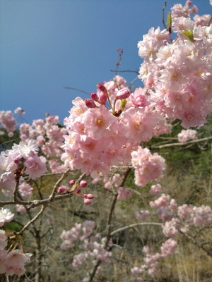 山に籠りたい