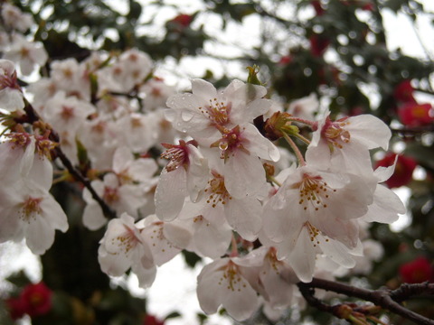 桜を愛でる