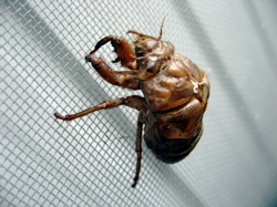 Ecdysis!!!