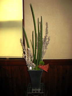 今週の花です♪