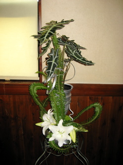 今週の花です〜♪