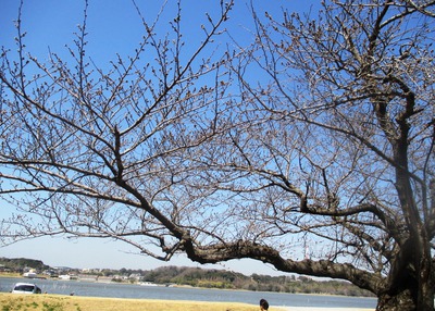 佐鳴湖の桜は？