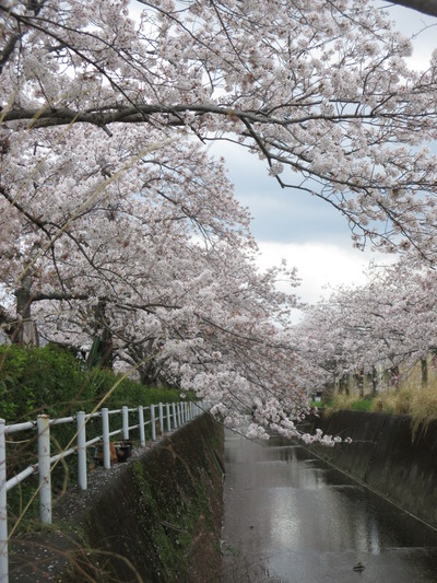 静岡市葵区の桜並木