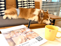 住たくeco工房　はしら君出勤