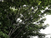 延長を受けて