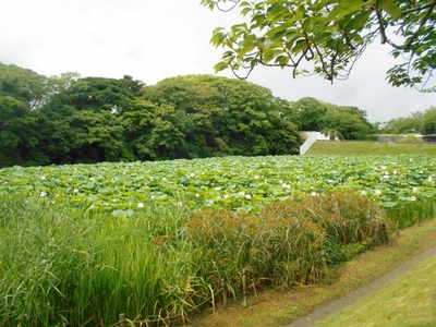 舞鶴公園の蓮池