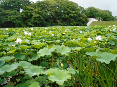 舞鶴公園の蓮池