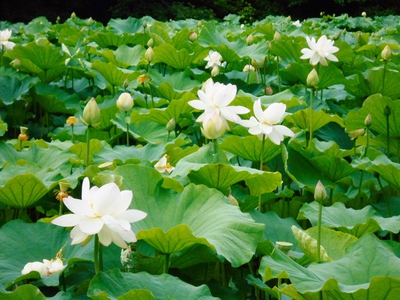 舞鶴公園の蓮池