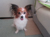 りのちゃん、ご来店 2021/10/09 12:51:25