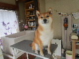 ハチ君、ご来店 2021/11/07 13:38:24