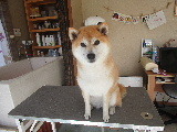 チャコちゃん、ご来店 2021/11/08 12:32:19