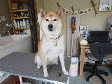 わかこちゃん、ご来店 2021/05/29 11:09:32