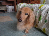ランちゃん、ご来店 2021/06/12 12:27:31