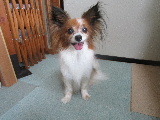 りのちゃん、ご来店 2021/06/20 10:08:32