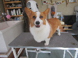 ねぎちゃん、ご来店 2021/07/01 09:43:37