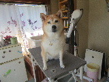 わかこちゃん、ご来店 2021/08/29 09:15:03