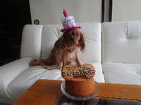 ラテ、２歳の誕生日おめでとう！ 2021/08/19 09:08:27