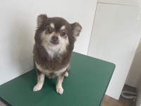 トリミング☆4月18日 2025/04/18 21:59:47