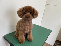 トリミング☆４月１５日 2025/04/15 16:37:53