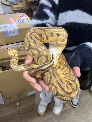 ボールパイソン