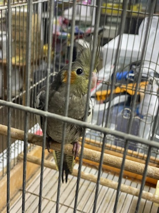 オカメインコ