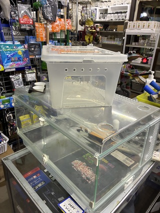 爬虫類用品
