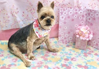 きゅうたくん　/   DOG Salon Bonjour