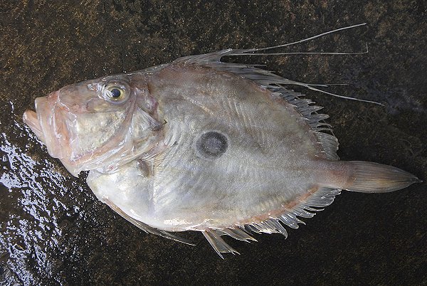マトウダイ（舞阪）　海老仙取扱魚介類