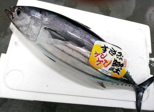 海老仙の浜名湖遠州灘の地魚 うなぎの紹介