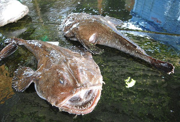 アンコウ（舞阪）　海老仙取扱魚介類