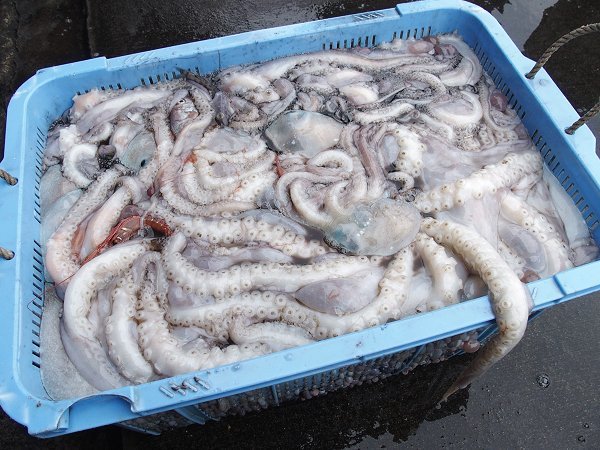 ミズダコ（舞阪）　海老仙取扱魚介類