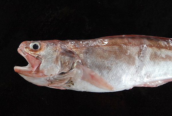 ヨロイタチウオ・シゲ（舞阪・浜名湖）　海老仙取扱魚介類