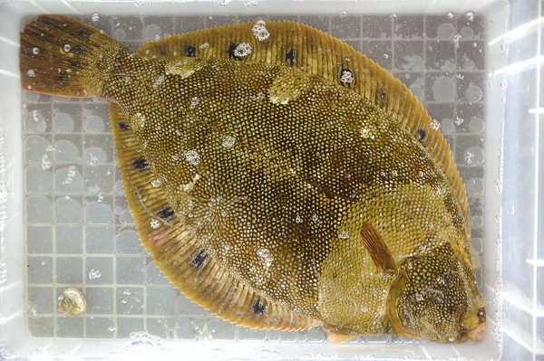 ホシガレイ・ギミ（浜名湖）　海老仙取扱魚介類