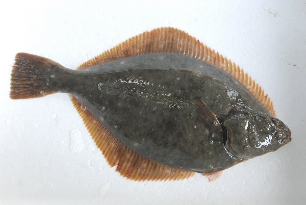 イシガレイ（浜名湖）　海老仙取扱魚介類