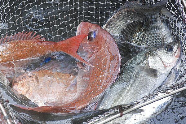 舞阪漁港春漁揃う・シラス漁解禁・4月2日より浜名湖の市場開きます