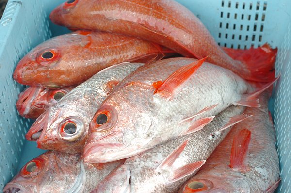 舞阪漁港春漁揃う・シラス漁解禁・4月2日より浜名湖の市場開きます