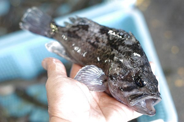 クロソイ（浜名湖）　海老仙取扱魚介類