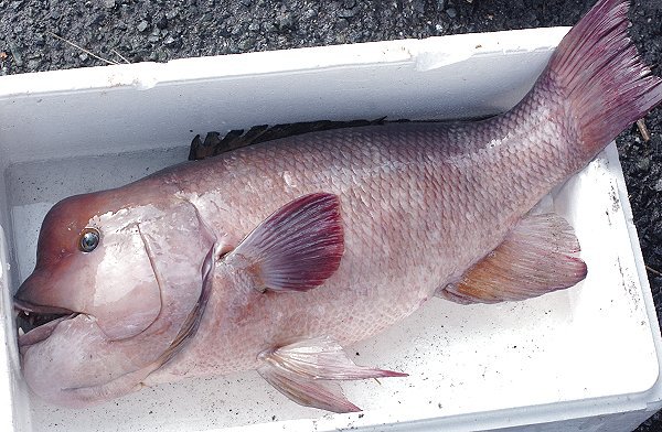 海老仙の浜名湖遠州灘の地魚 うなぎの紹介