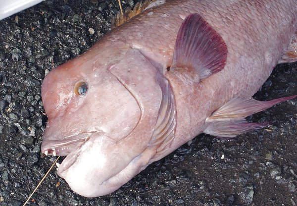 海老仙の浜名湖遠州灘の地魚 うなぎの紹介