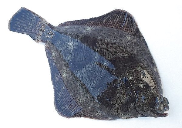 メイタガレイ（浜名湖・舞阪）　海老仙取扱魚介類