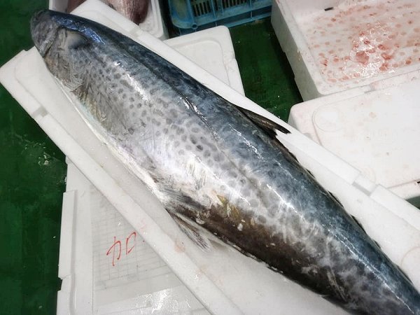 海老仙の浜名湖遠州灘の地魚 うなぎの紹介