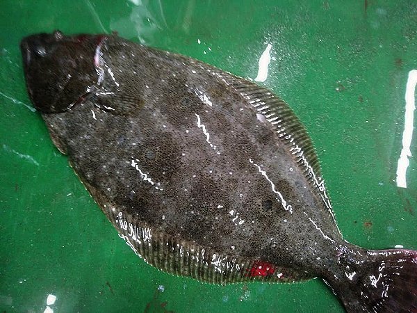 海老仙の浜名湖遠州灘の地魚 うなぎの紹介