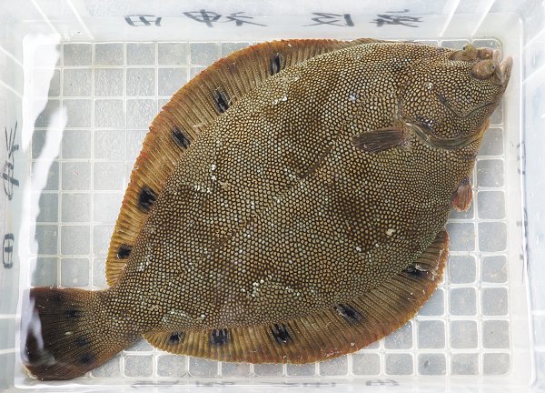 浜名湖湖アユ（アユゴ）の盛り・ギンポ・アナゴ・浜名湖ドウマン