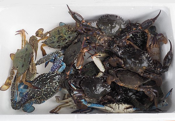 浜名湖湖アユ（アユゴ）の盛り・ギンポ・アナゴ・浜名湖ドウマン
