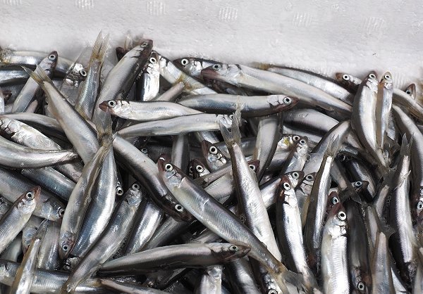 浜名湖湖アユ（アユゴ）の盛り・ギンポ・アナゴ・浜名湖ドウマン