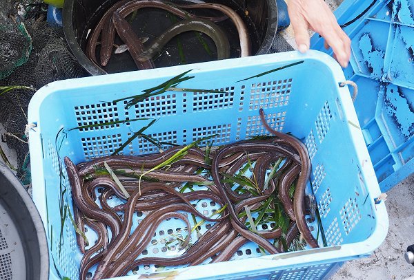 浜名湖湖アユ（アユゴ）の盛り・ギンポ・アナゴ・浜名湖ドウマン